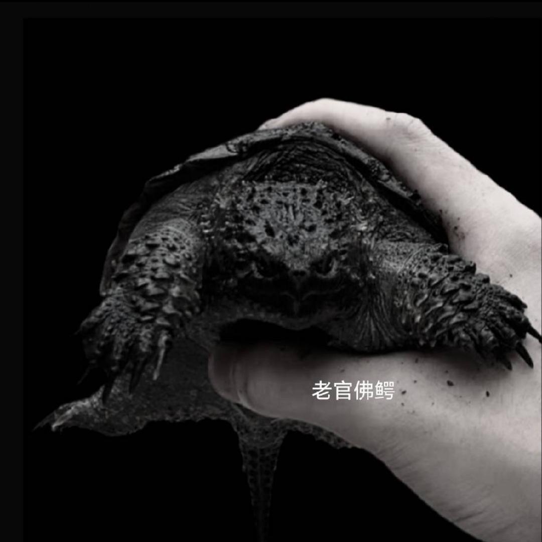 老官佛鳄