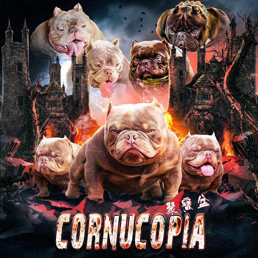 尚莫愁恶霸犬