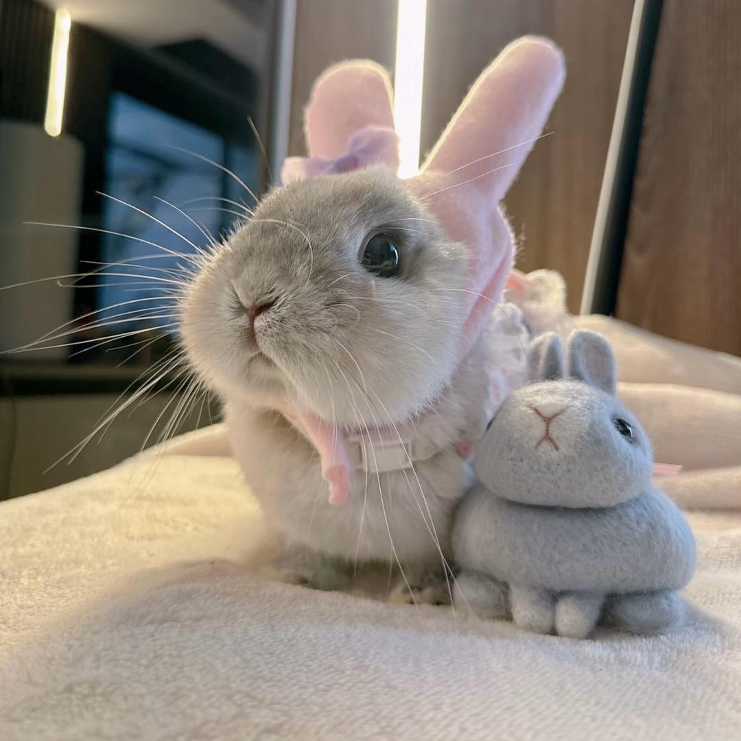 Bunny.