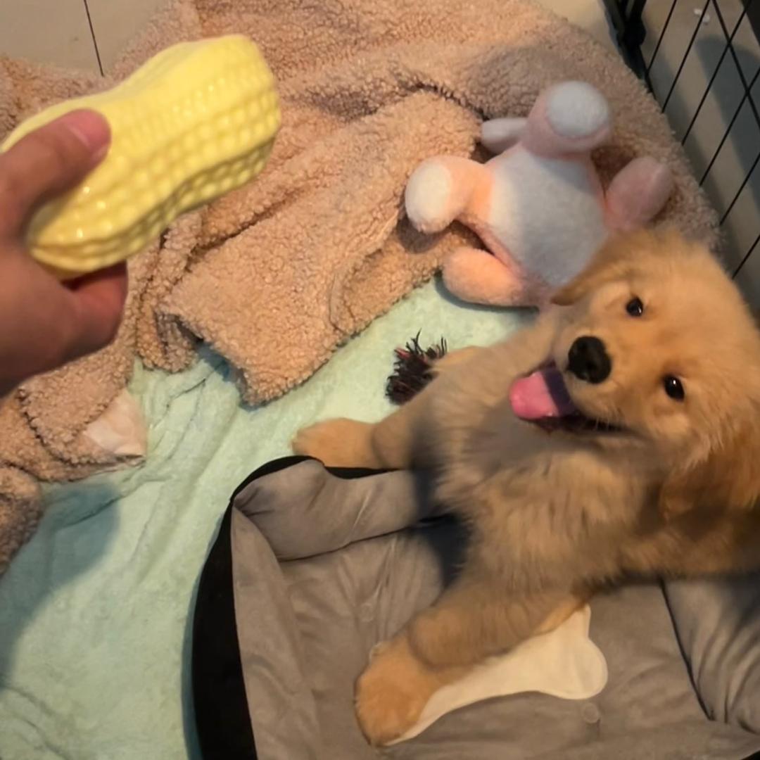 金毛李富贵儿（找女朋友版）