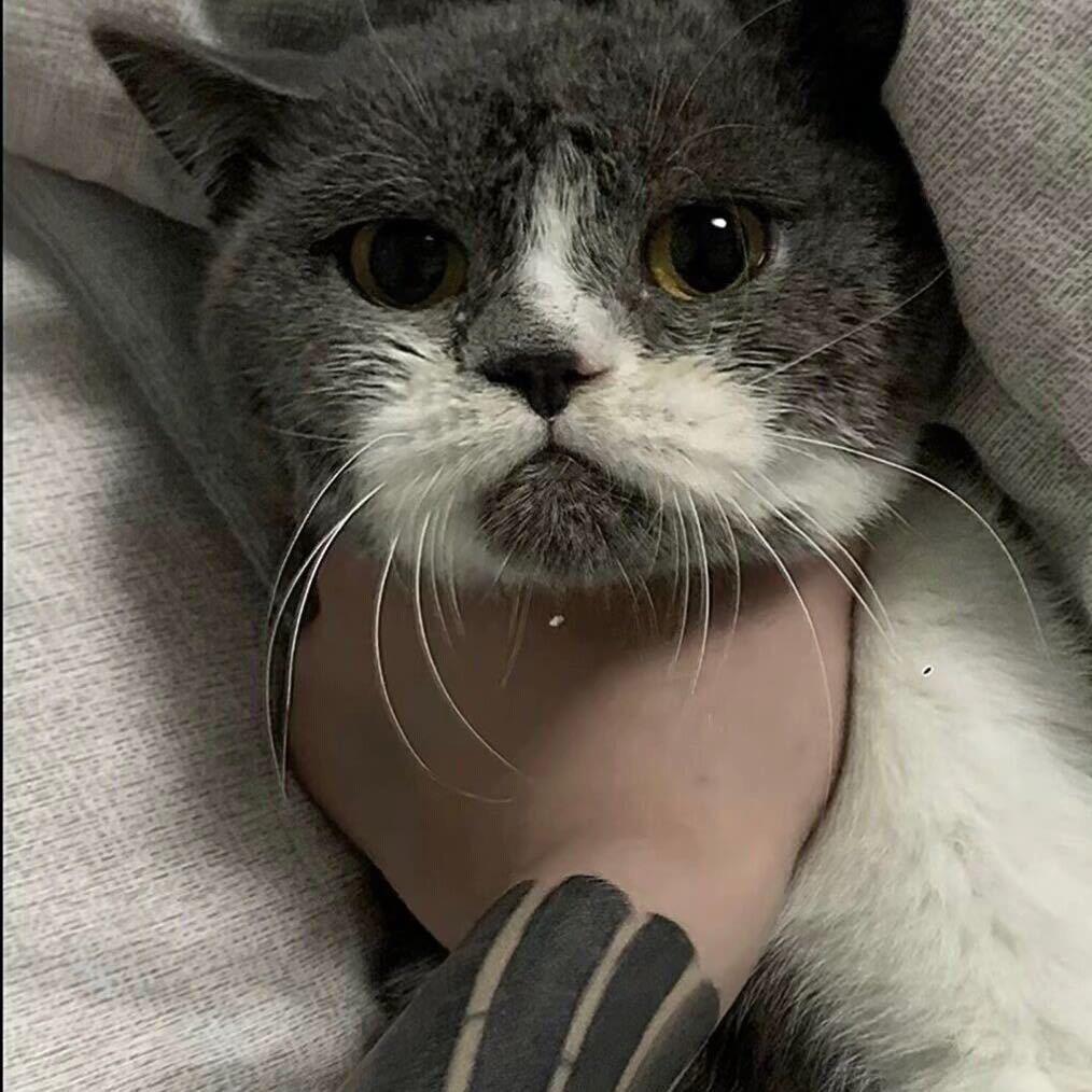 柒