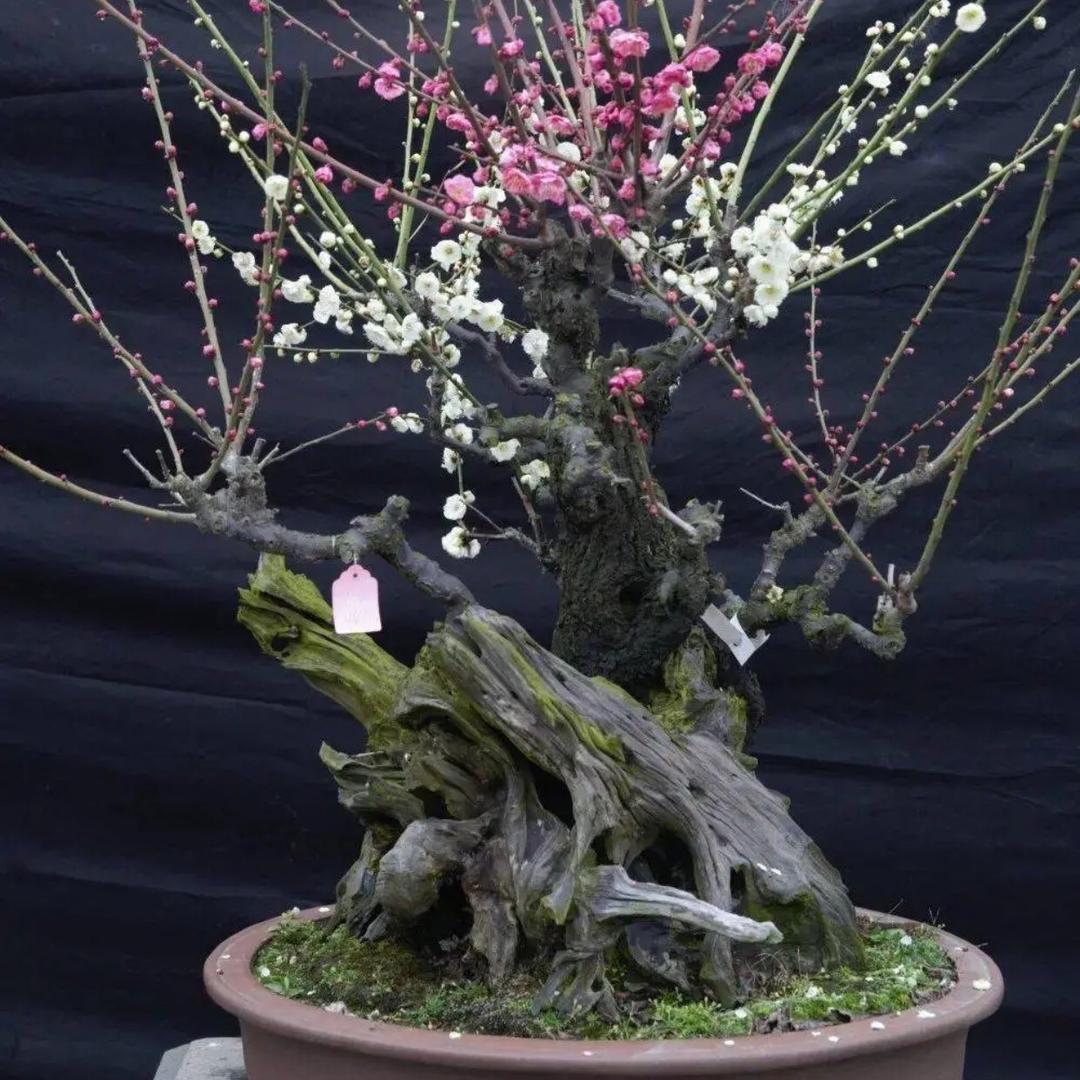 梅花山桩