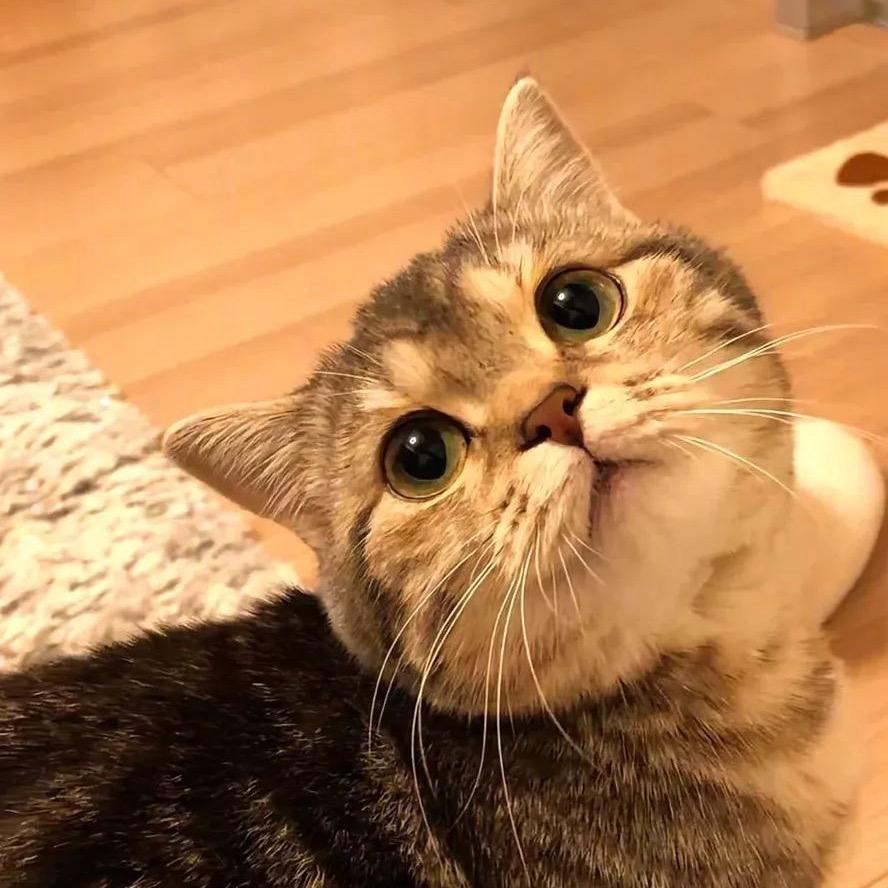 樂佳柠🎐