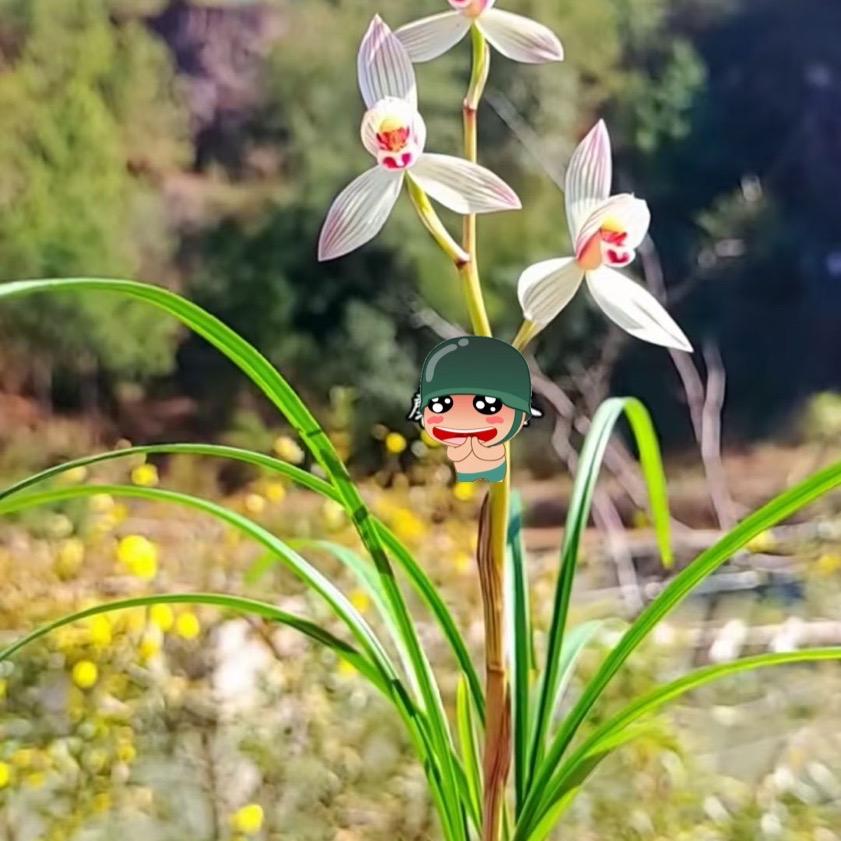 思源心语花卉