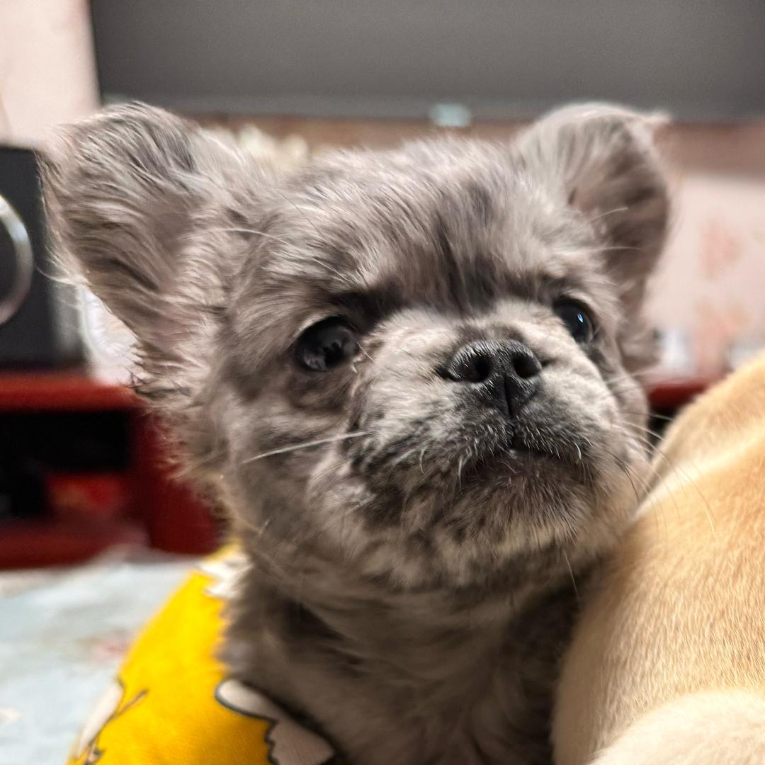 看见法斗走不动道