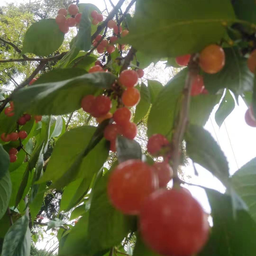 可口可乐加入