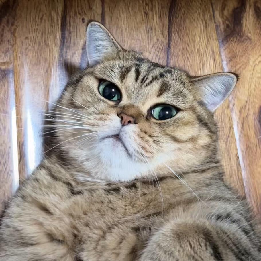 晚睡小猫。