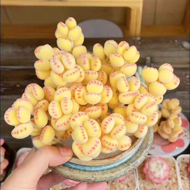 卓美花园