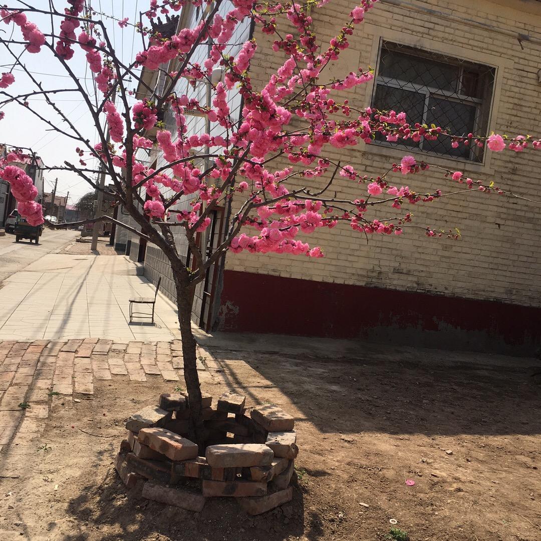 思涵\_开心麻花