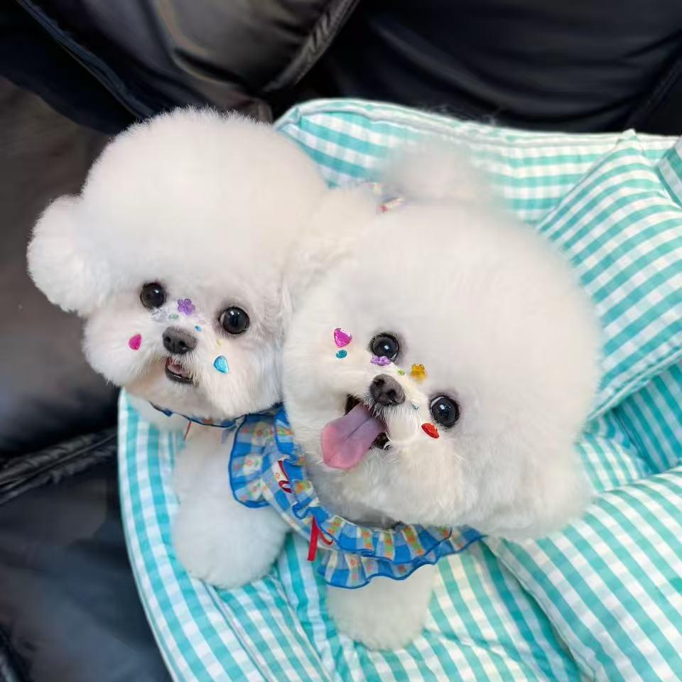 小妹家韩系比熊