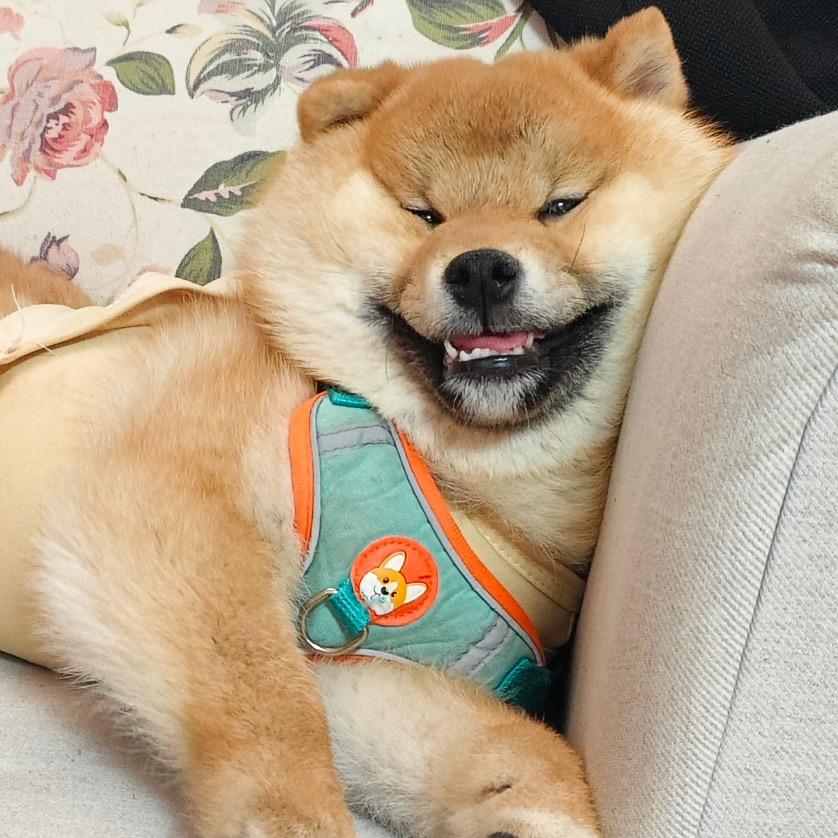 猛男戴发柴（八块腹肌版）