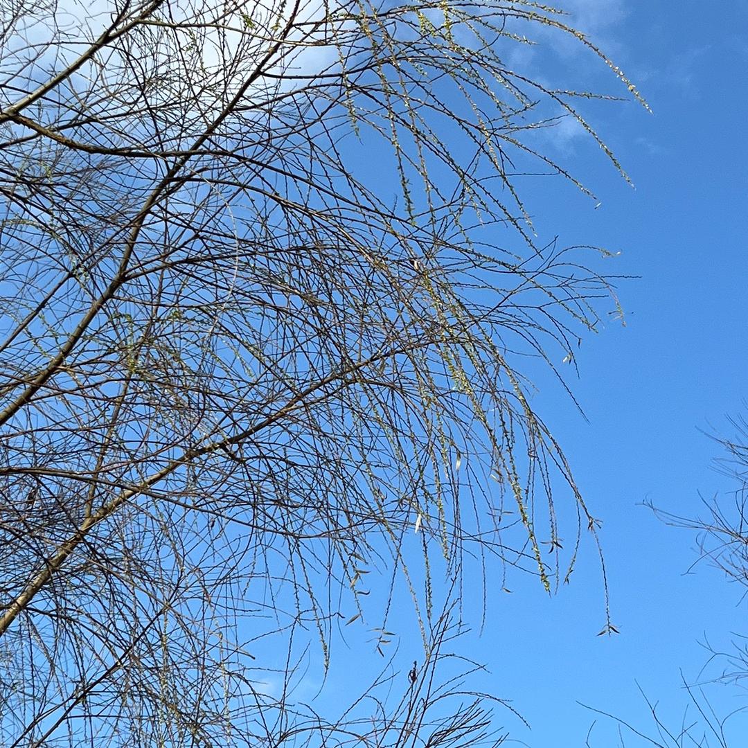 疯狂电钻