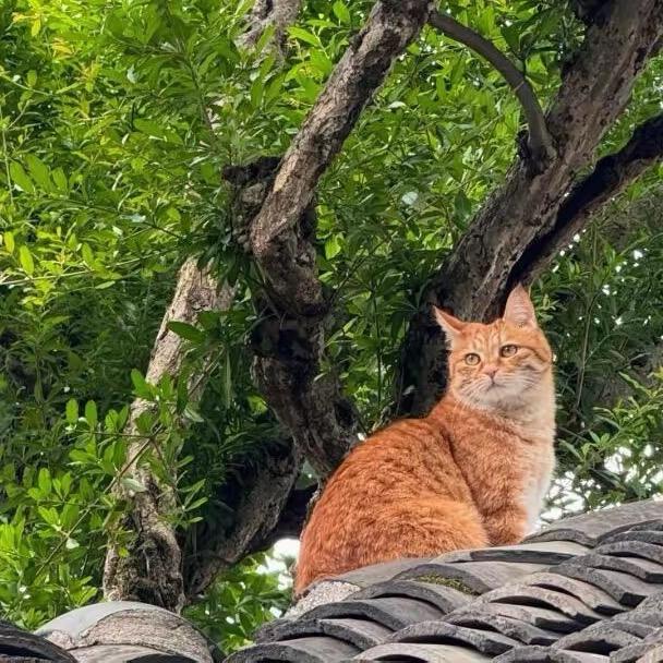 屋顶上的橘猫
