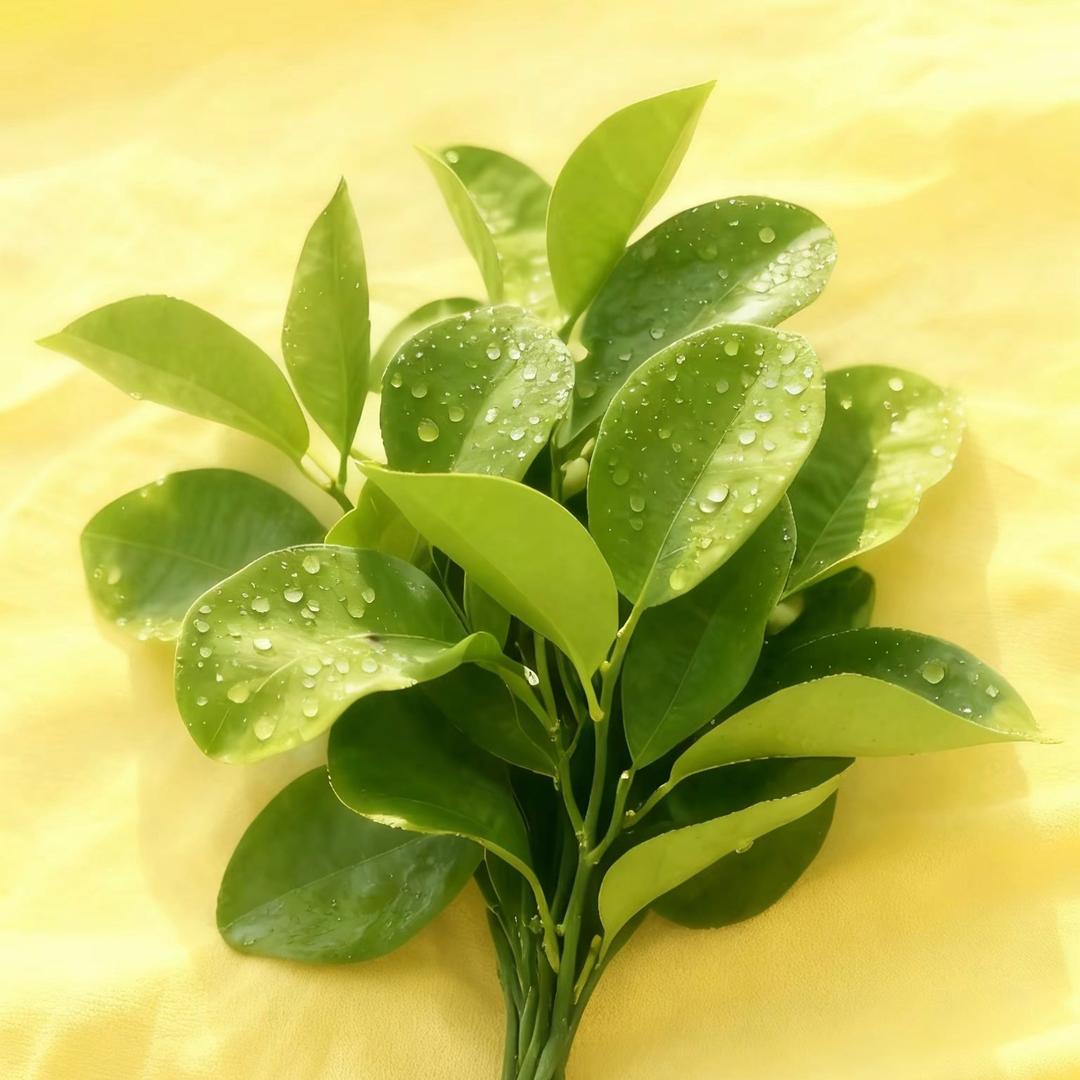 植物草本🌿生姜洗发水