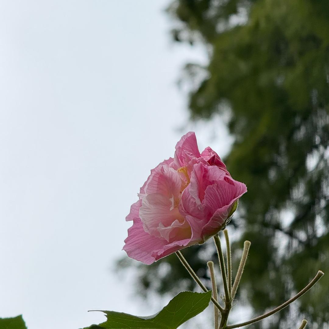 耐克虎鲸