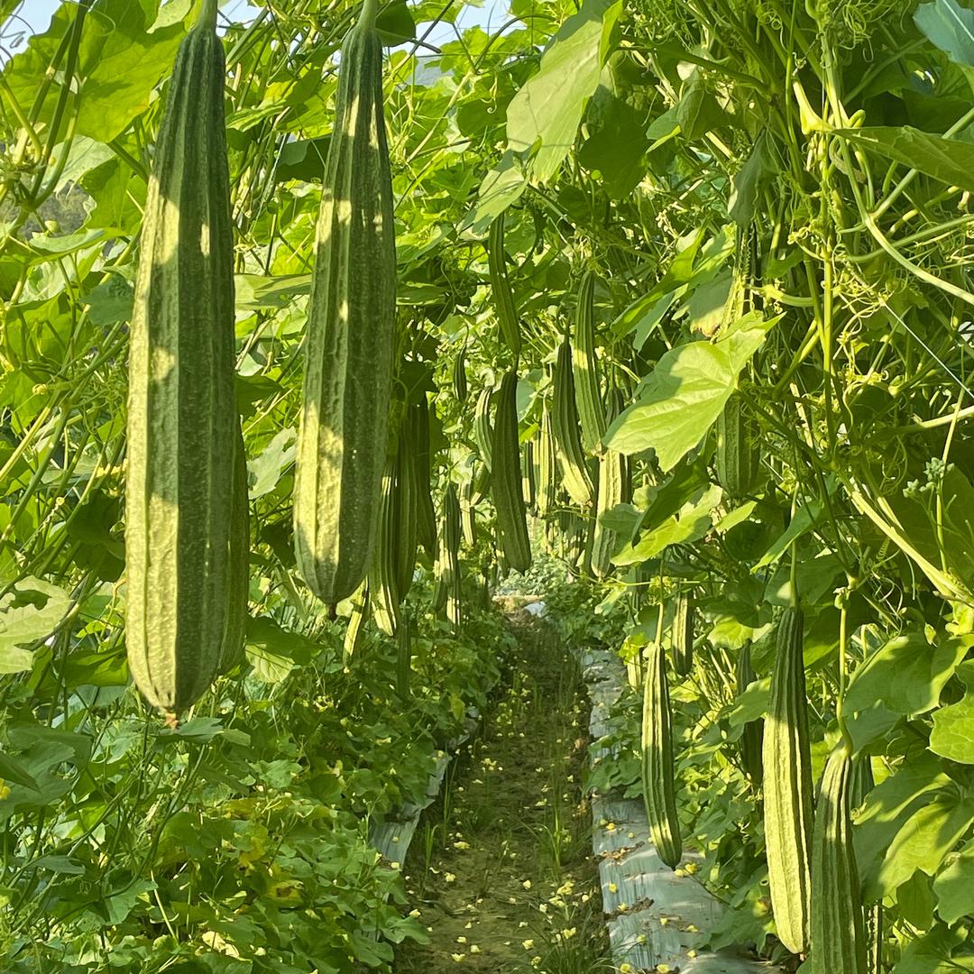 阿水（丝瓜豆角种子推荐）