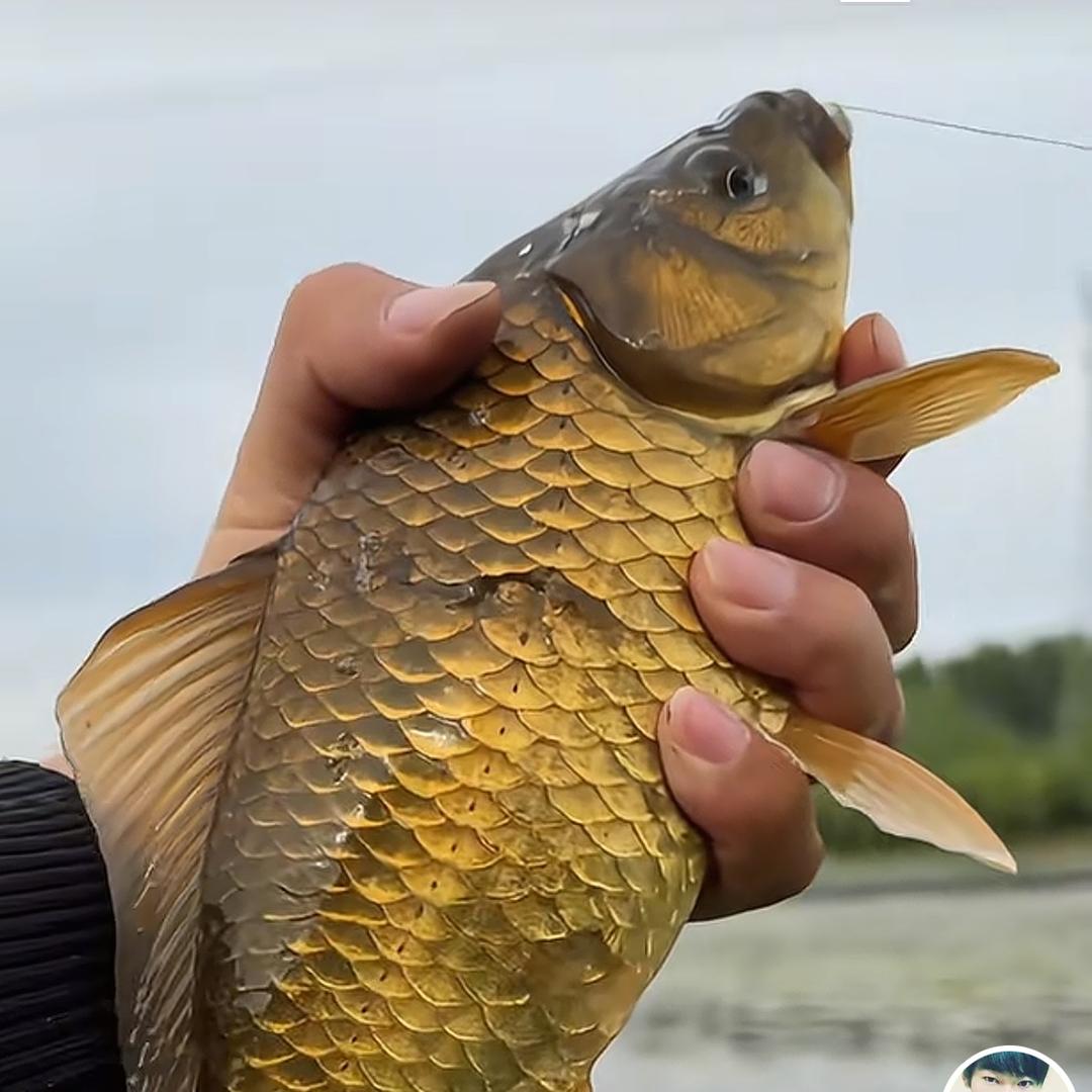 西林小钓手常州窝料王｜特种野生水产