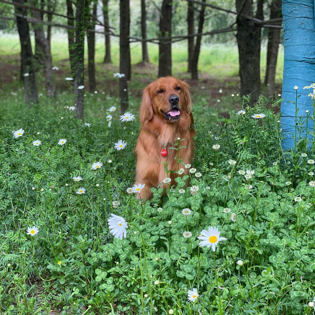 珂珂茉莉🍀🍀🍀