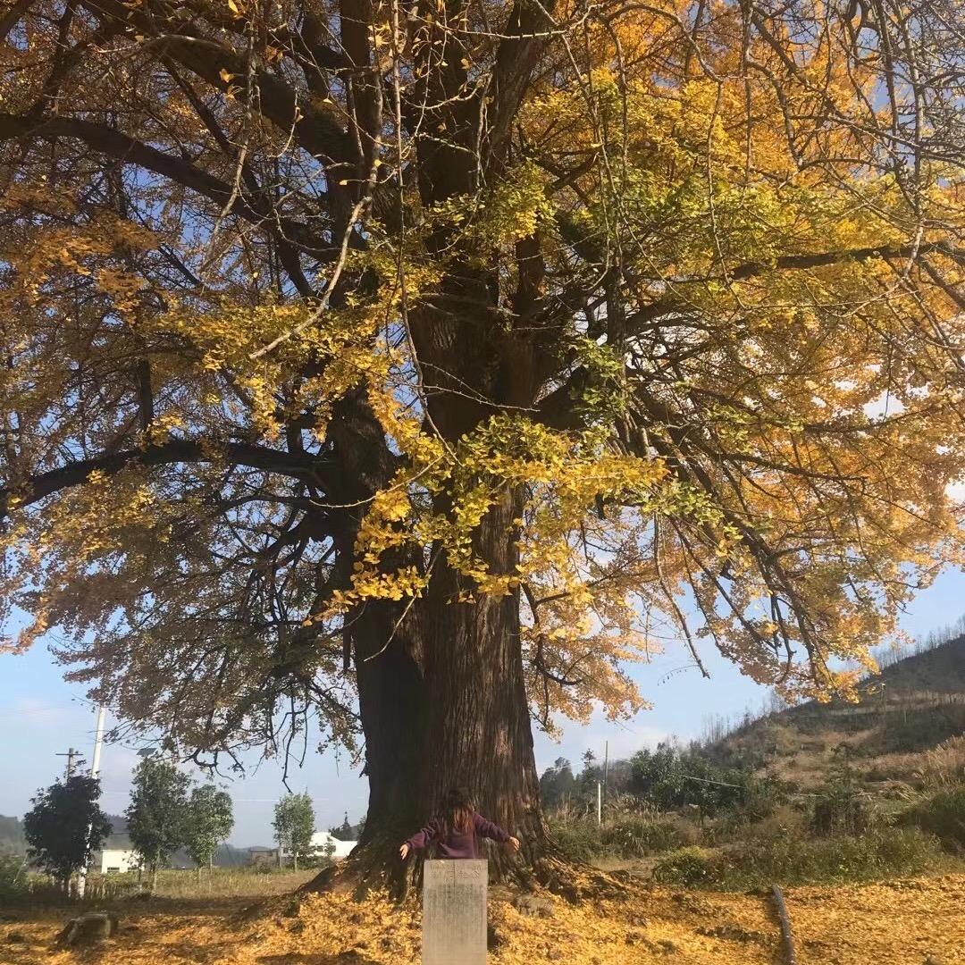 吴樱樱🎈