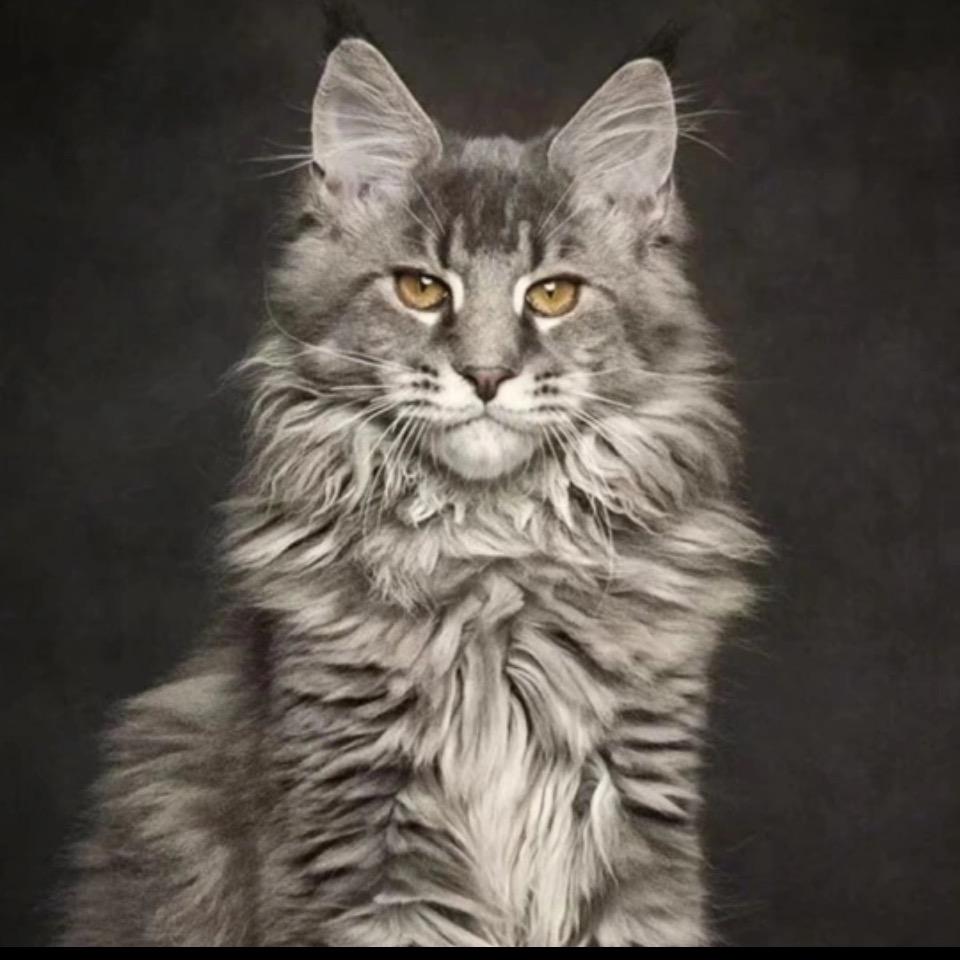 猫三胖萌宠