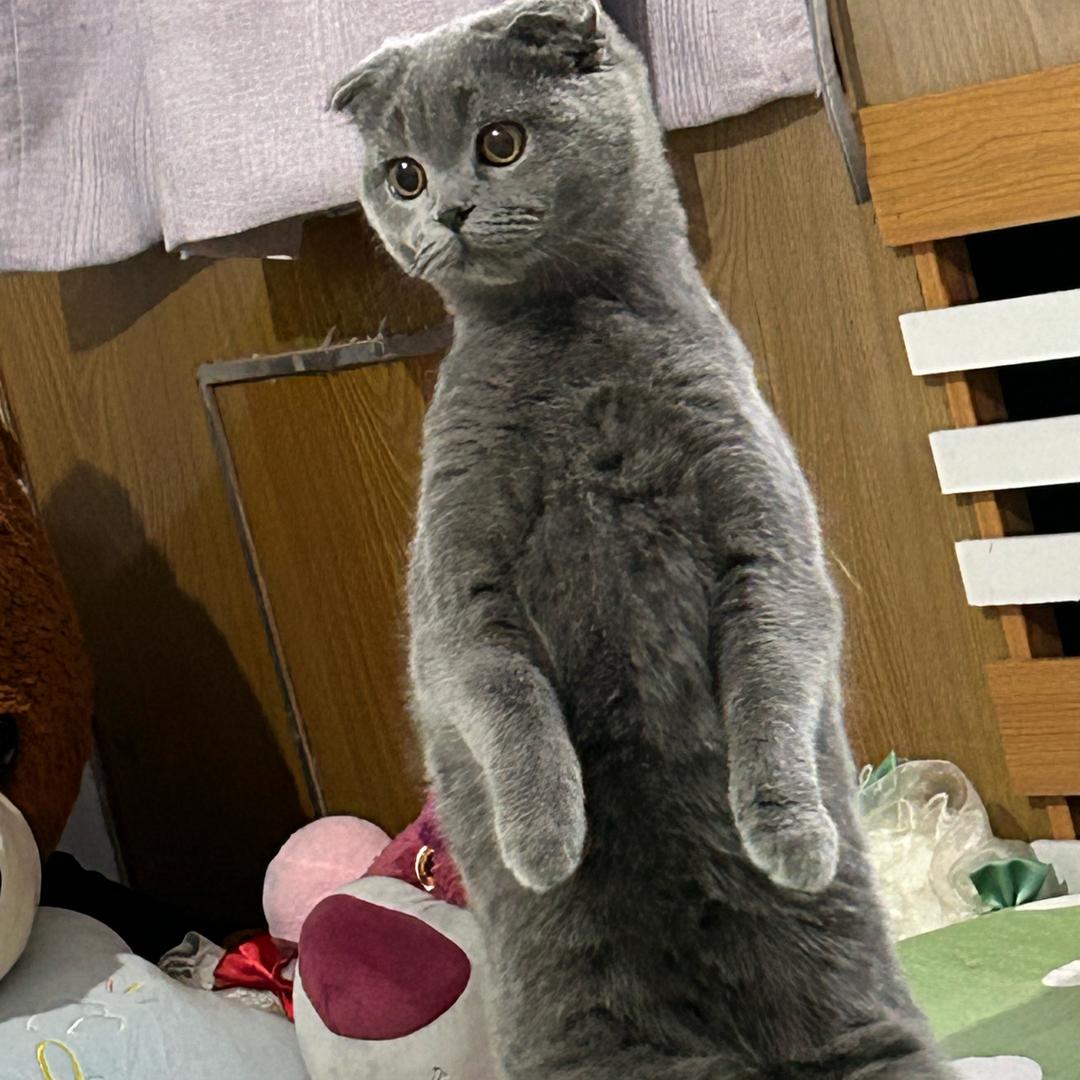 妮妮吖