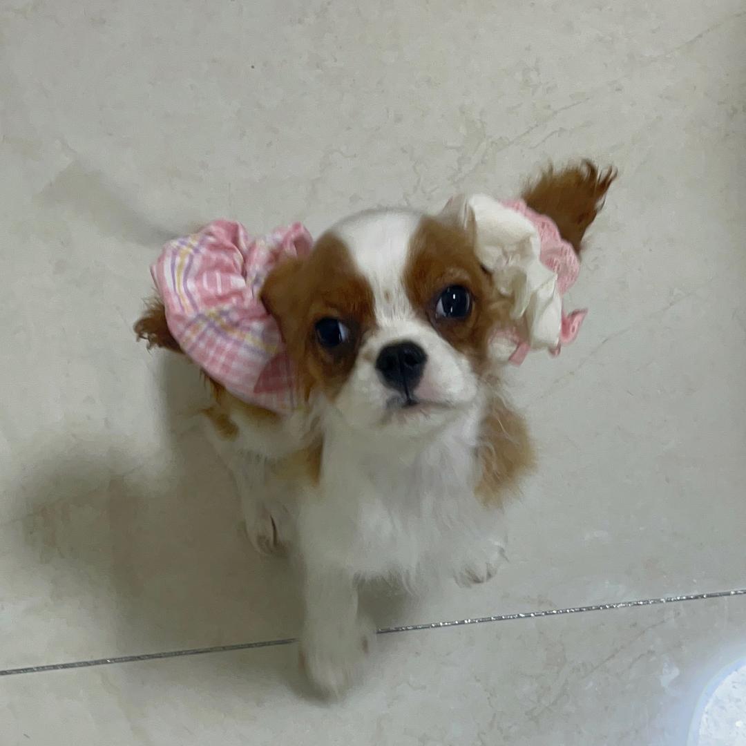 查理王-小多宝🎀