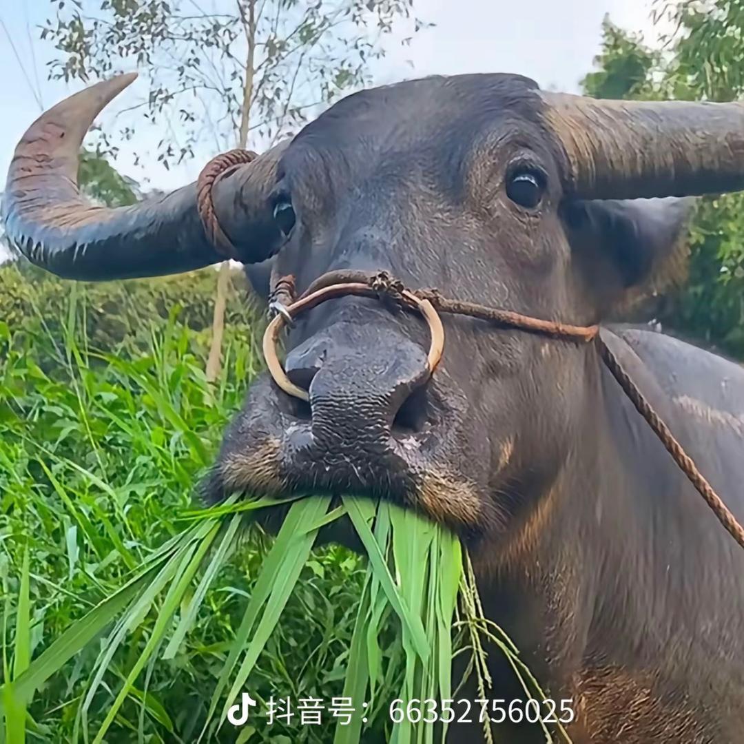 🌈🌈🌈高科技农民工
