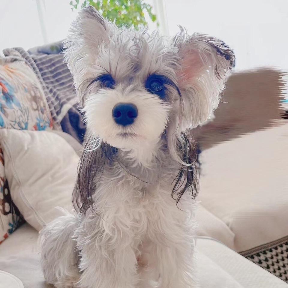 海口龙华健美宠物服务店