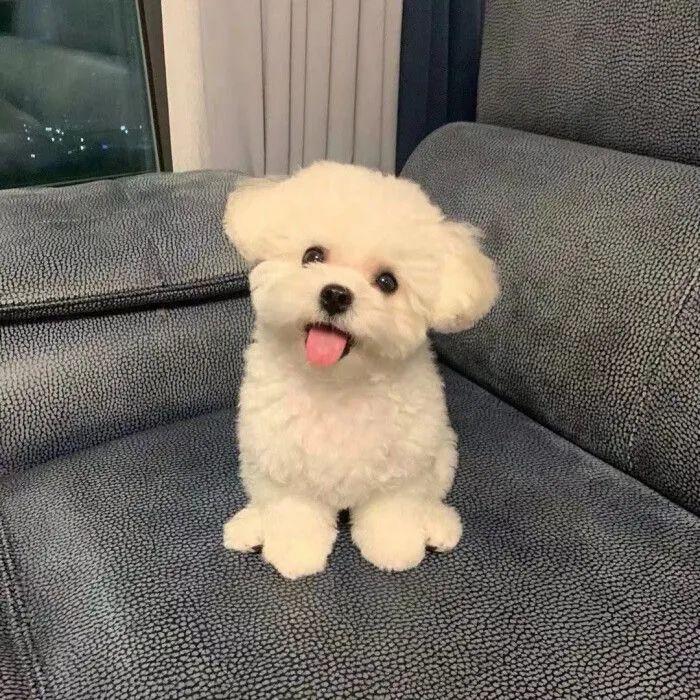 多多天下第一