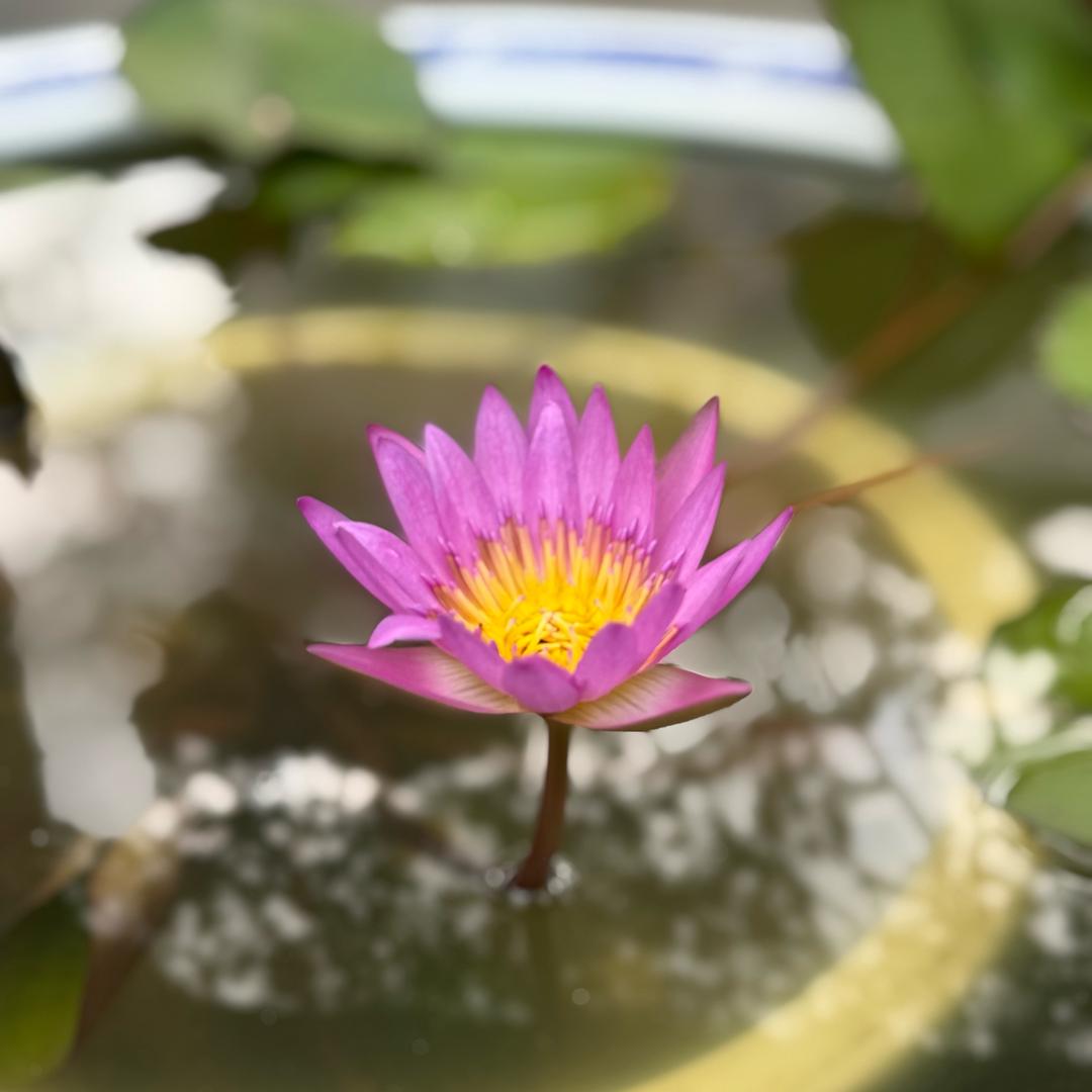 禾 子