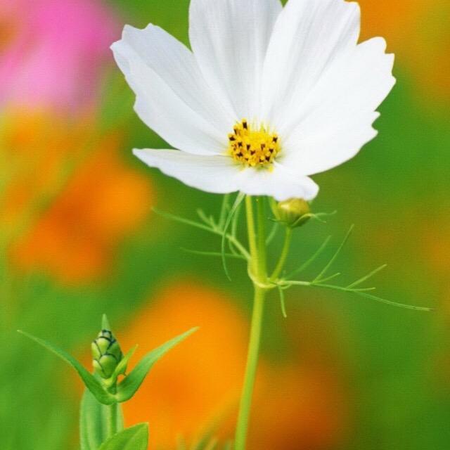 雷成丰