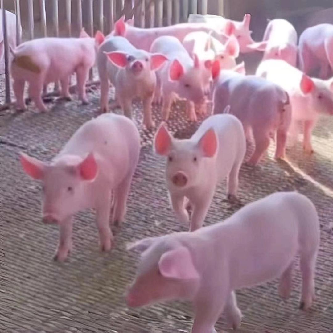 养猪平凡人  助理号