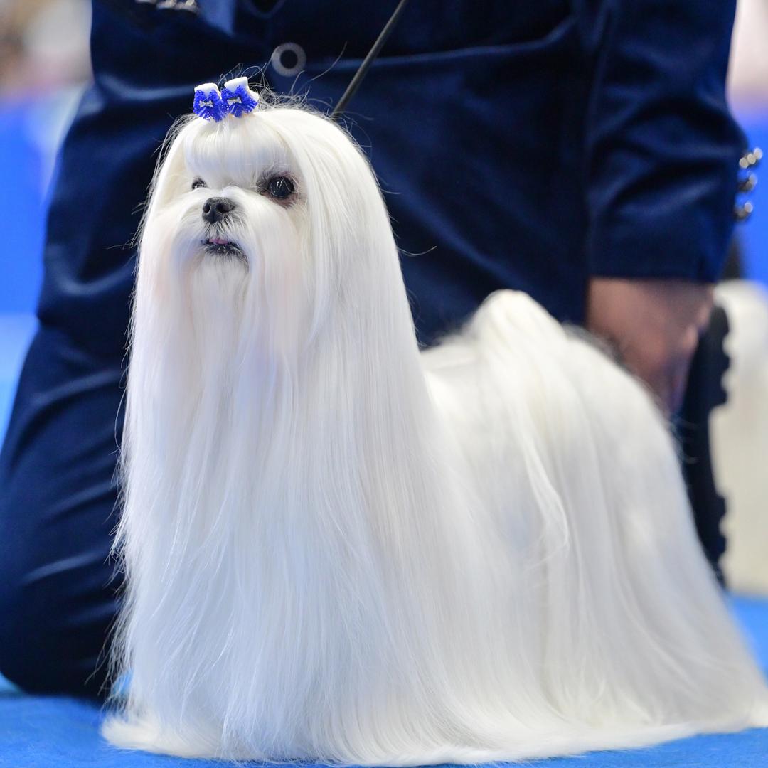 极梦幻马尔济斯