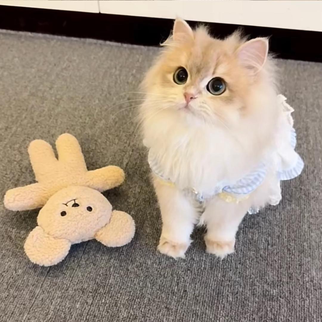 幸运猫.
