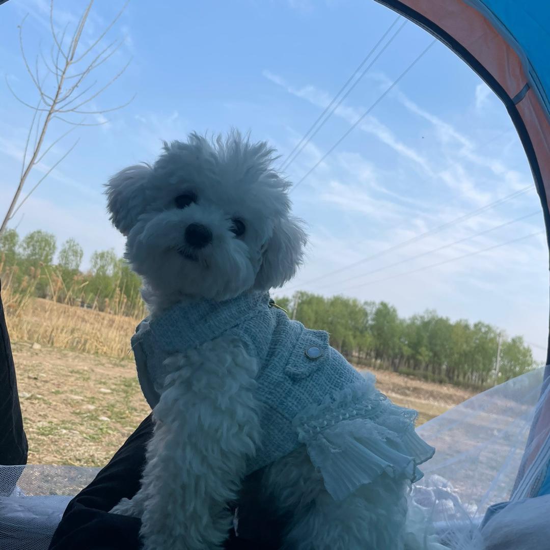 贝塔不会开坦克