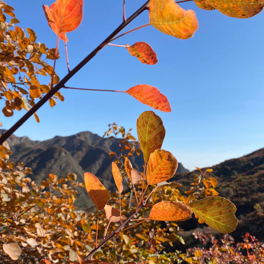 橘生淮南化为枳