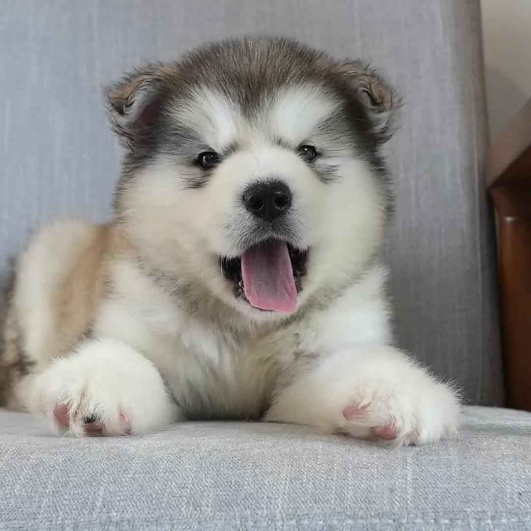 秀全创意商品集