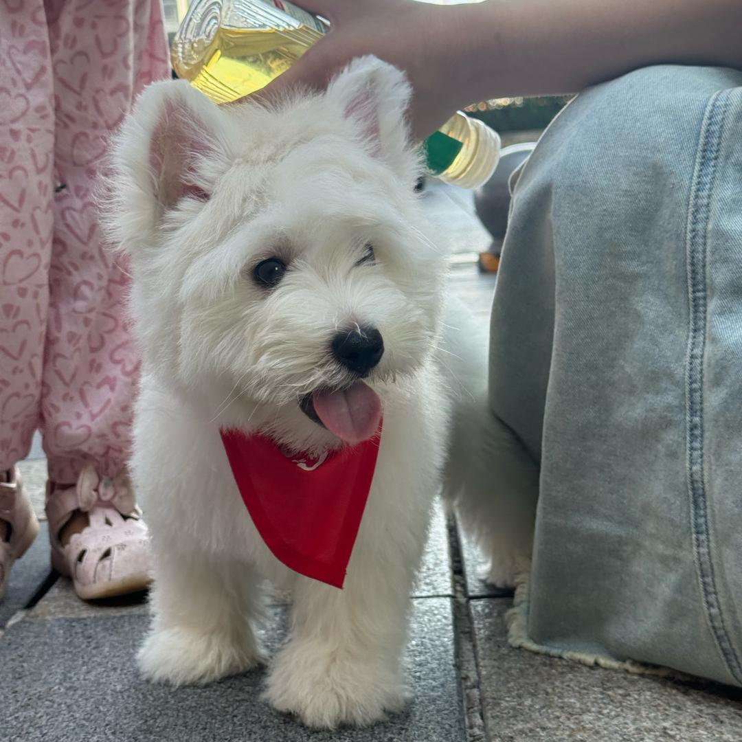 小米家的西高地🍉