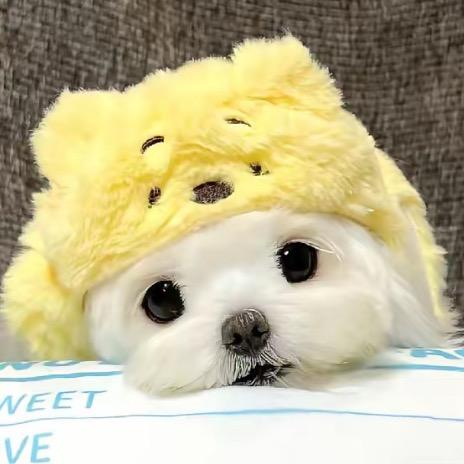 高磊鑫