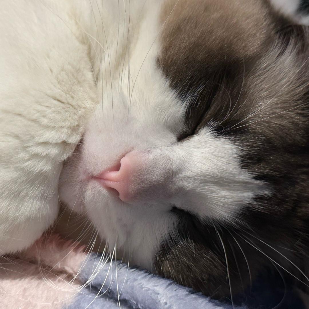 小猫碎碎念⌯'Ⱉ'⌯: