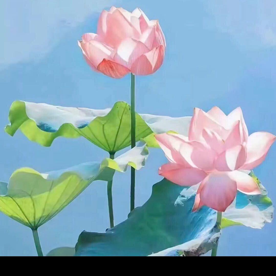 一朵小红花