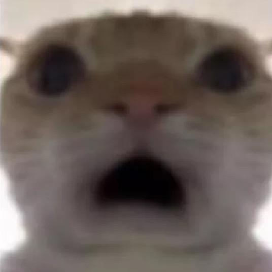 好运小猫