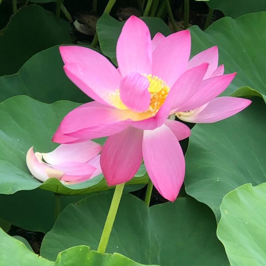 轻煮岁月慢煮茶