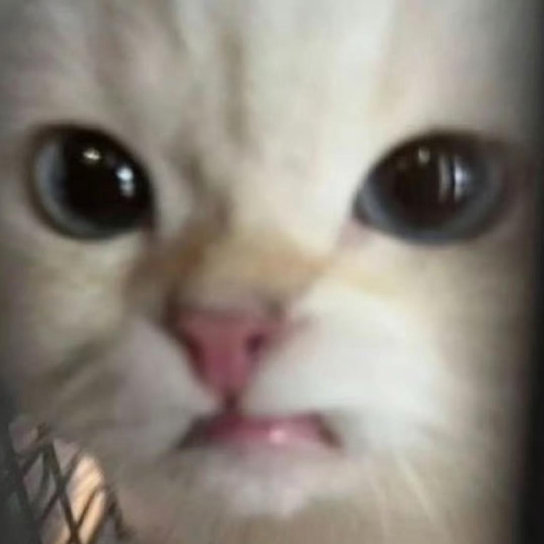 呆羊