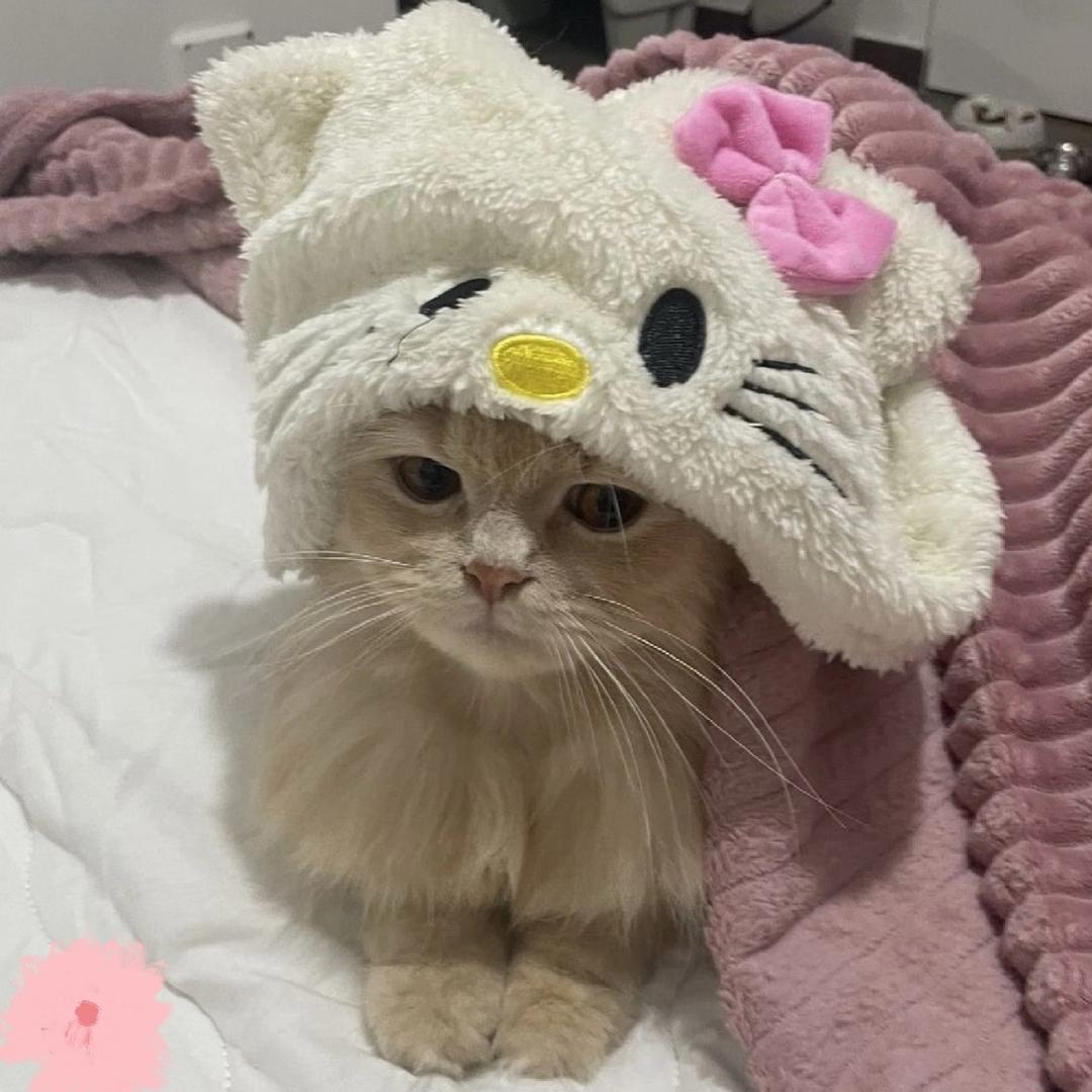 抽象小猫