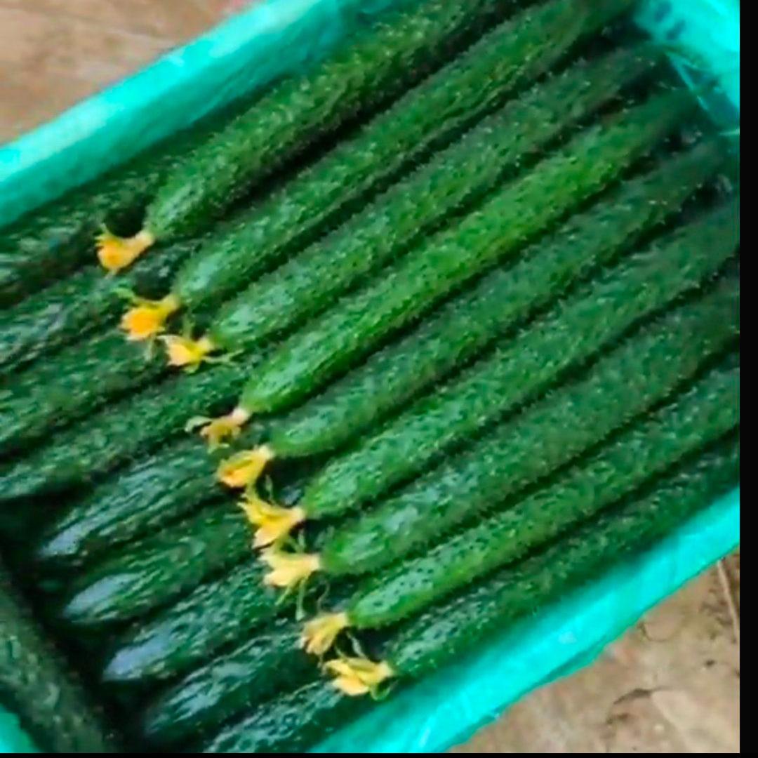 蔬菜运输