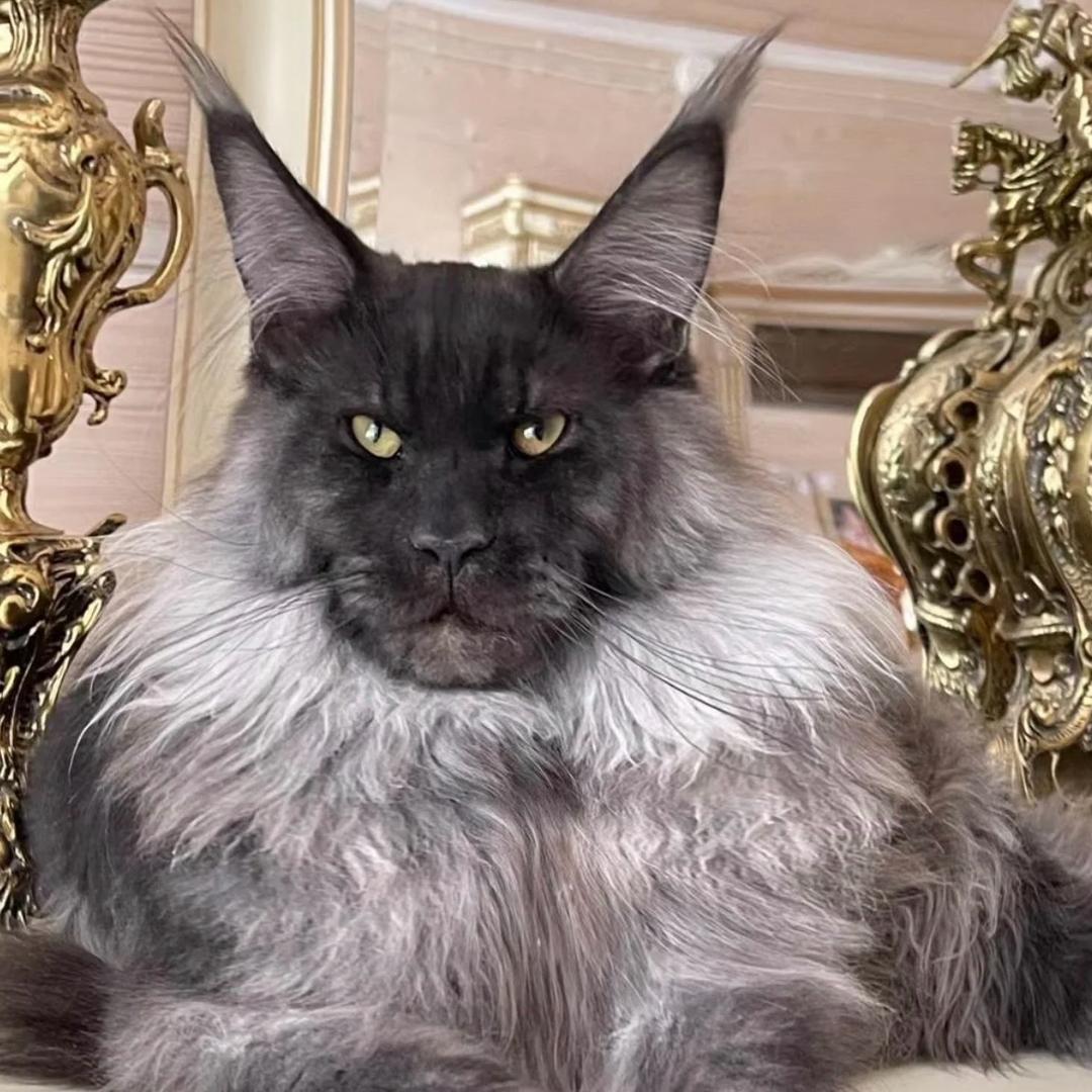 扶摇说猫（直播号）