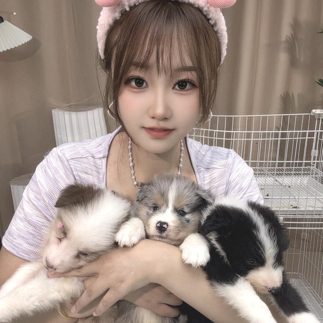 苗苗边牧直播号