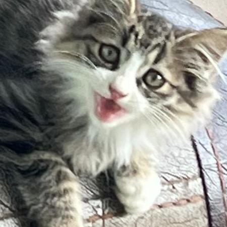 HY.（最后一名方舟人）