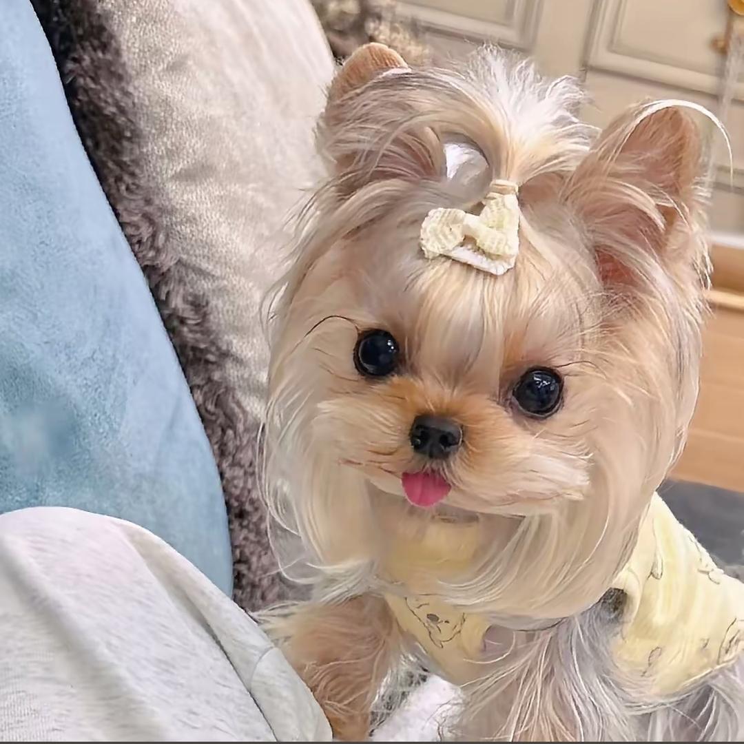 🐶L小Baby